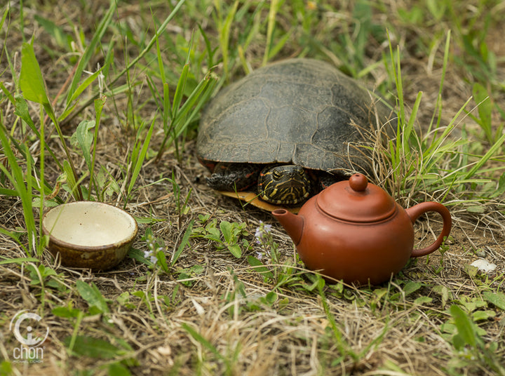 Tea Turtle says Go Slow !
