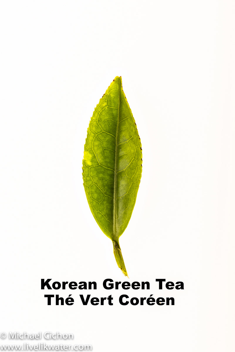 Saejak 2nd flush : Thé vert coréen biologique