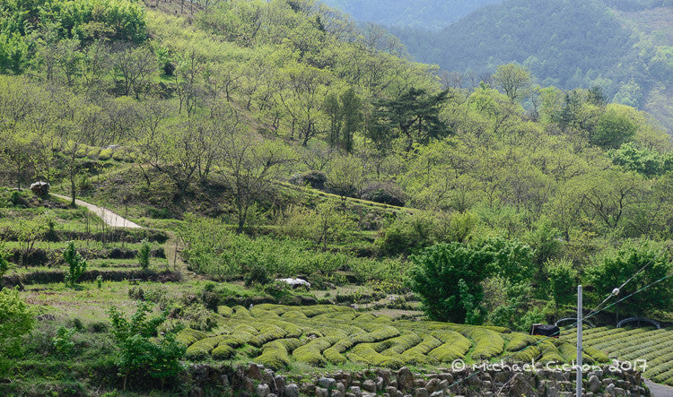 Organic Wild Korean Green Tea: 3 picking