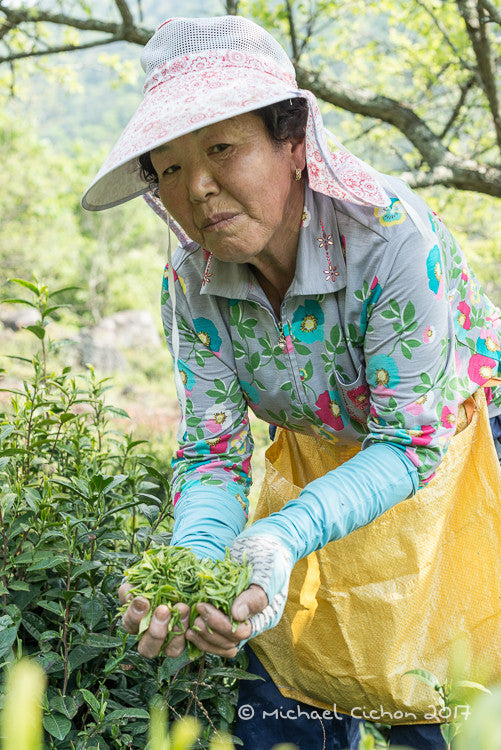 Saejak 2nd flush: Organic Korean Green Tea