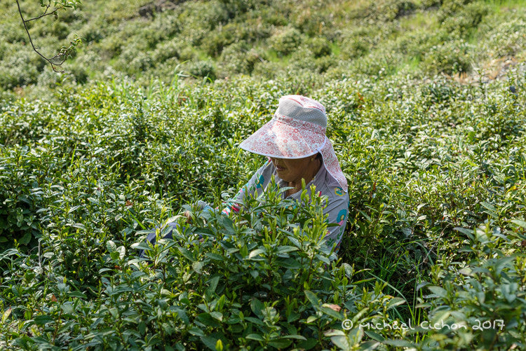 Organic Wild Korean Green Tea: 3 picking