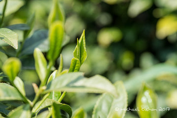 Wild Organic Korean Green Tea:1st Flush Woojeon: